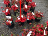 Red azaleas