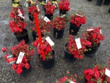 Red azaleas