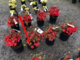 Red azaleas