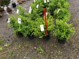 Boxwood bushes