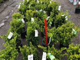 Taxus bushes