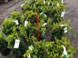 Taxus bushes