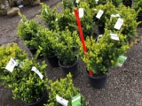 Taxus bushes