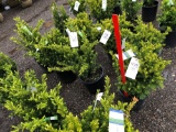 Taxus bushes