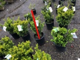 Taxus bushes