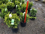 Taxus bushes