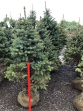 Blue spruce trees