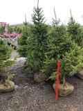 Serbian Spruce trees