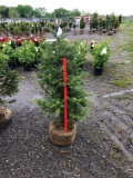 Cannon fir tree