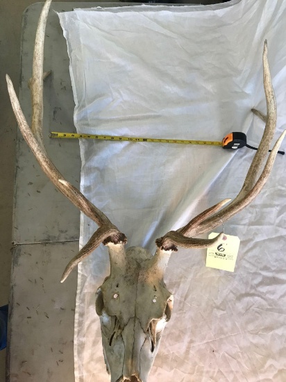 Elk skull/rack