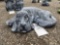 Concrete Sleeping dog