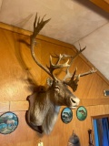 Caribou mount