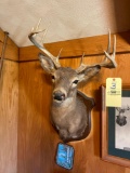 Deer mount