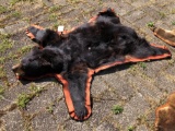 Black bear rug.