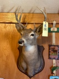 Deer mount