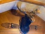 Moose mount with snowshoes