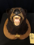 Black Bear Head Mount