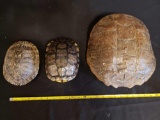 3 turtle shells