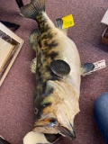 Taxidermy fish large mouth bass, real