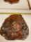 large beautiful petrified wood, slab A