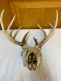 Authentic Buck skull with teeth