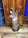 8pt buck mount