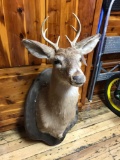 6pt buck mount