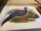 5 Lithographs Pheasants of The World