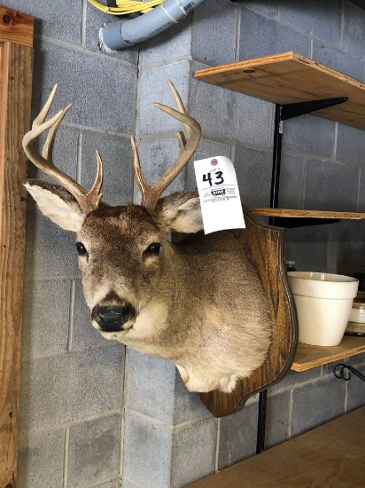 9pt Whitetail Mount