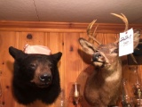 Bear and buck mounts