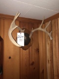 Doe mount, (3) buck racks