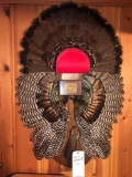 Turkey fan and wing display