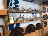 (10) deer racks and (1) shed, (4) turkey fans