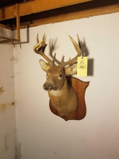 Mounted 12 point buck