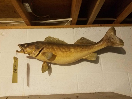 Walleye mount