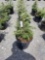 Douglas fir trees in pots, bid x 4
