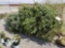 Blue spruce trees, balled, 6-8ft, bid x 4