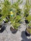 Forsythia bushes, bid x 4