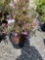 Azalea bush purple bid x 3