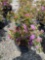 Azalea bush purple bid x 3