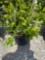 Boxwood shrub bid x 4