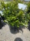 Boxwood shrub bid x 4