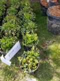 Myrtle ground cover, bid x 7
