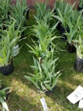 Iris plants, bid x 6