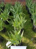 Iris plants, bid x 6