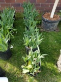 Iris plants, bid x 6