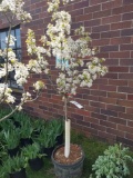 Jack pear tree, 6ft