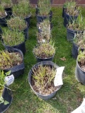 Miscanthus grass, bid x 6