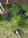 Zebra grass, bid x 6