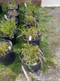 Karl forest grass, bid x 6